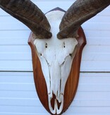 Schedel KUDU ANTILOPE op houten schild