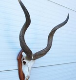 Schedel KUDU ANTILOPE op houten schild