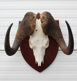 Schedel WITSTAART GNU / WILDEBEEST op schild