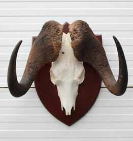 Schedel WITSTAART GNU / WILDEBEEST  - ref. C