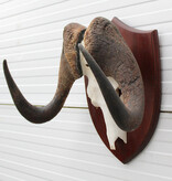 Schedel WITSTAART GNU / WILDEBEEST op schild