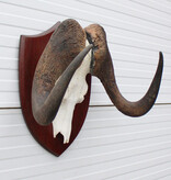Schedel WITSTAART GNU / WILDEBEEST op schild