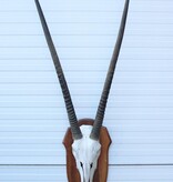 Grote SPIESBOK / ORYX op houten schild