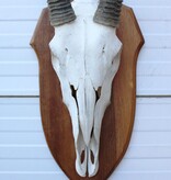 Grote SPIESBOK / ORYX op houten schild
