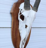 Grote SPIESBOK / ORYX op houten schild