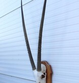 Grote SPIESBOK / ORYX op houten schild