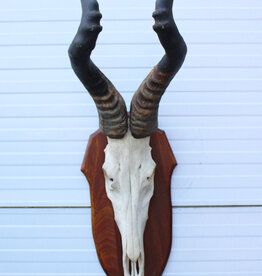 Schedel RED HARTEBEEST - ref. HE13