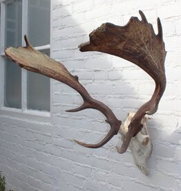 Groot DAMHERT GEWEI met kiezen- valwild - ref.  J