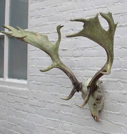 Groot DAMHERT GEWEI met kiezen- valwild - ref.  S