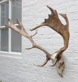 DAMHERT GEWEI compleet met kiezen