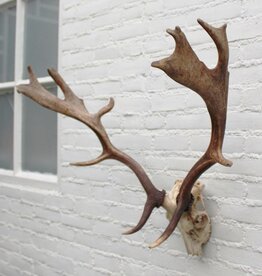 Groot DAMHERT GEWEI - valwild - ref.  N
