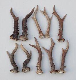 10 stangetjes REE GEWEI 13-17 cm - Ref. D