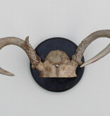 Klein GEWEI  WITSTAART HERT op zwart schild