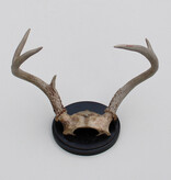 Klein GEWEI  WITSTAART HERT op zwart schild