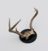 Klein GEWEI  WITSTAART HERT op zwart schild