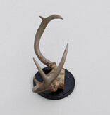 Klein GEWEI  WITSTAART HERT op zwart schild