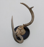 Klein GEWEI  WITSTAART HERT op zwart schild