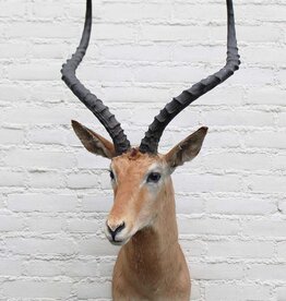 Grote opgezette KOP IMPALA antilope - ref. C