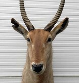 Grote opgezette kop WATERBOK / WATERBUCK