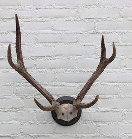 GEWEI  RUSA HERT op zwart schild - ref. A