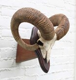 Schedel MOEFLON RAM op dubbel houten schild  - Copy