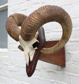 Schedel MOEFLON RAM - ref. G