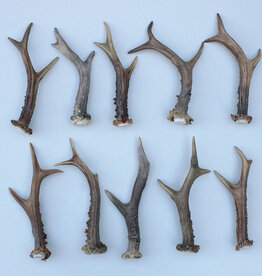 10 stangetjes REE GEWEI 17-19 cm - Ref. A