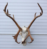 ALASKA KARIBOE / CARIBOU GEWEI