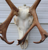 ALASKA KARIBOE / CARIBOU GEWEI