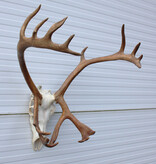 ALASKA KARIBOE / CARIBOU GEWEI