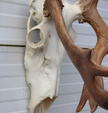 ALASKA KARIBOE / CARIBOU GEWEI
