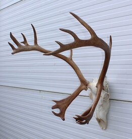 ALASKA KARIBOE / CARIBOU GEWEI - ref. LU