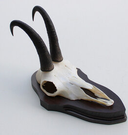 GEMS hoorns / gewei op schild - ref. A