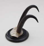 Antieke GEMS hoorns / gewei op rond zwart schild - rond 1920