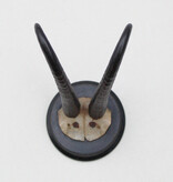 Antieke GEMS hoorns / gewei op rond zwart schild - rond 1920