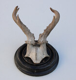 Antiek abnorm REE GEWEI op zwart rond houten schild  - rond 1920