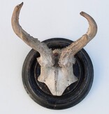 Antiek abnorm REE GEWEI op zwart rond houten schild  - rond 1920