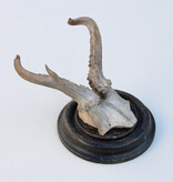 Antiek abnorm REE GEWEI op zwart rond houten schild  - rond 1920