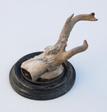 Antiek abnorm REE GEWEI op zwart rond houten schild  - rond 1920