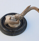 Antiek abnorm REE GEWEI op zwart rond houten schild  - rond 1920