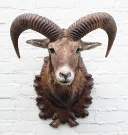 Opgezette KOP MOEFLON RAM - ref. A