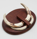 Tanden WRATTENZWIJN op hardhouten schild