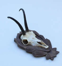 GEMS hoorns / gewei op fraai bewerkt schild - ref. CC