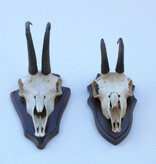 2 x  GEMS hoorns / gewei op  schild