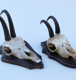 2 x  GEMS hoorns / gewei op  schild