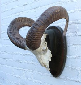 Schedel Spaanse MOEFLON RAM - ref. L