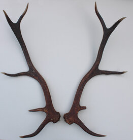 PAAR EDELHERT GEWEI STANGEN - 66 cm - ref.  AR5