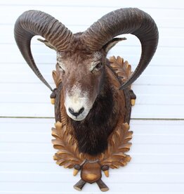 Opgezette KOP MOEFLON RAM - ref. C