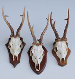 3 x groot REE GEWEI op houten schild