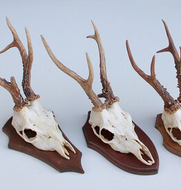 3 x groot REE GEWEI op houten schild -  set i